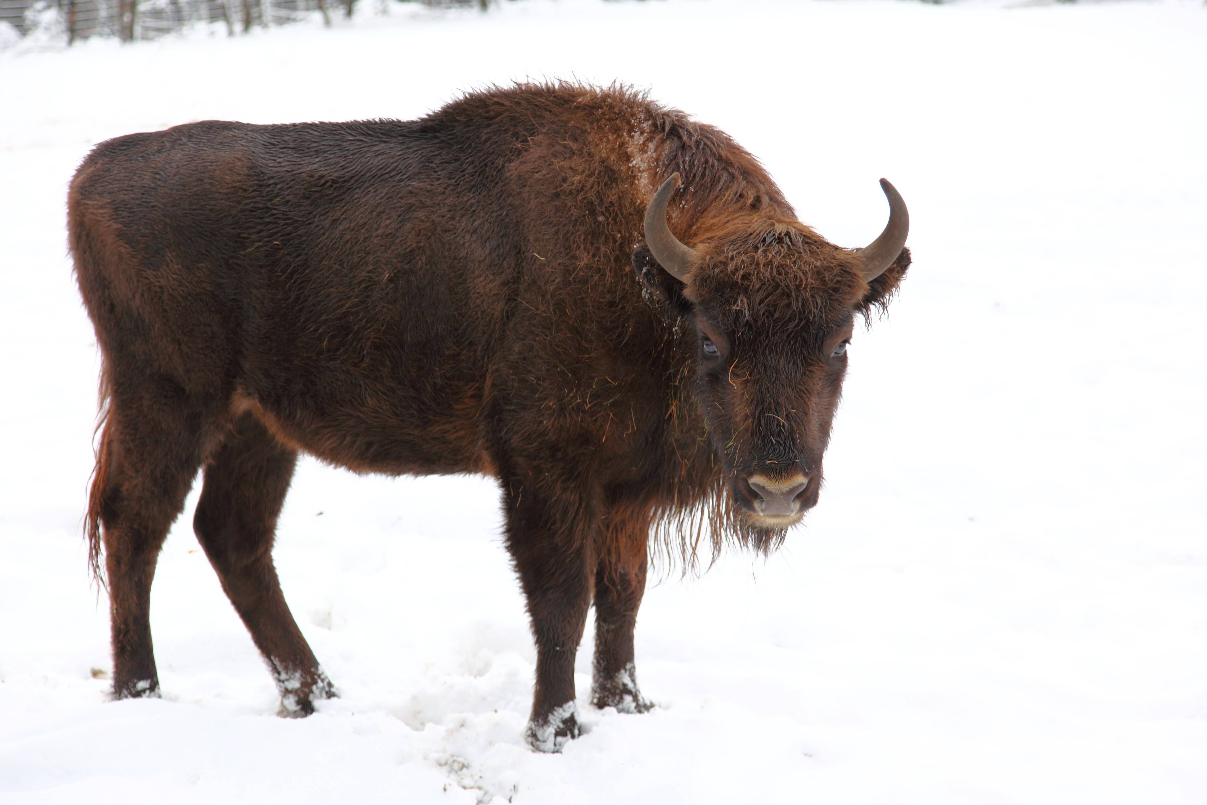 Wisent-Wiederansiedlung Rothaargebirge - Dungkäfererfassung