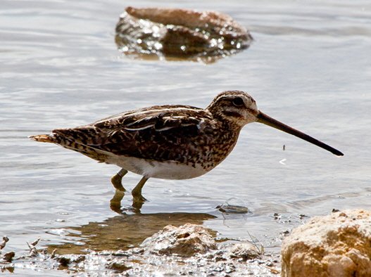 Bekassine – Gallinago gallinago