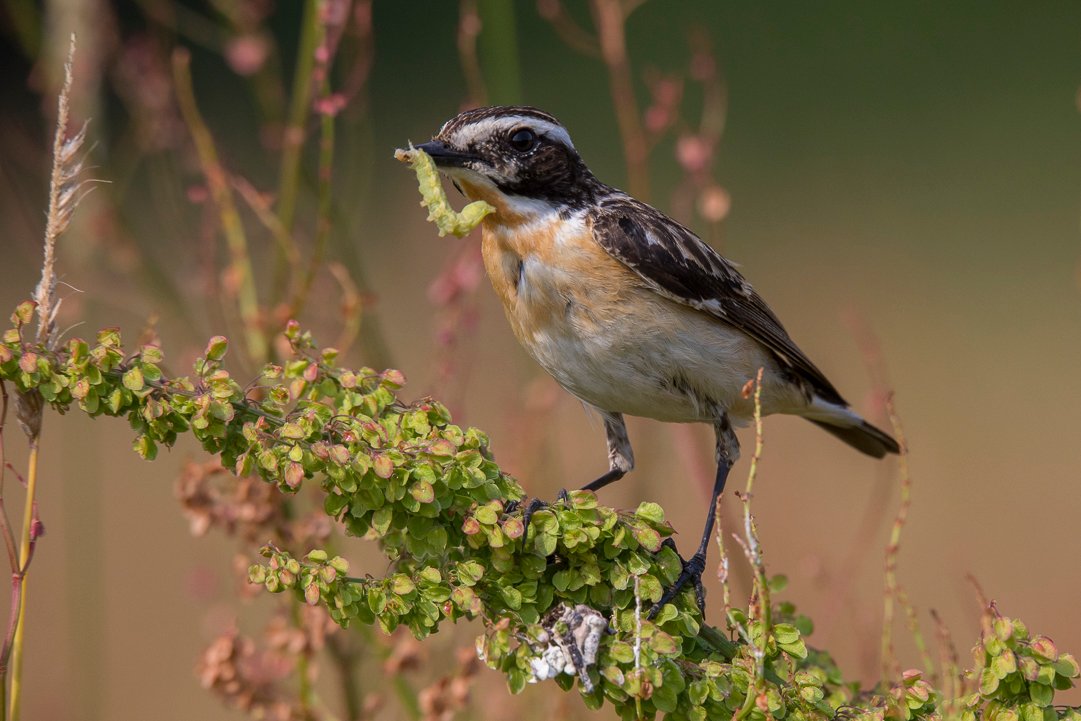 Braunkehlchen - Avifauna-Untersuchungen Rauschendorf