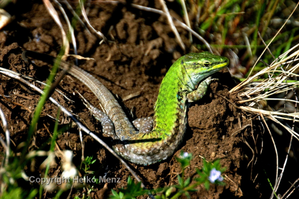 Eidechse - Reptilien