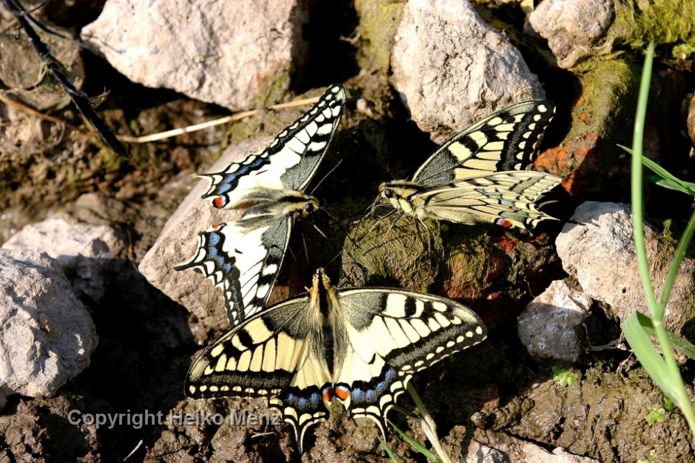 Schwalbenschwanz - Wirbellose