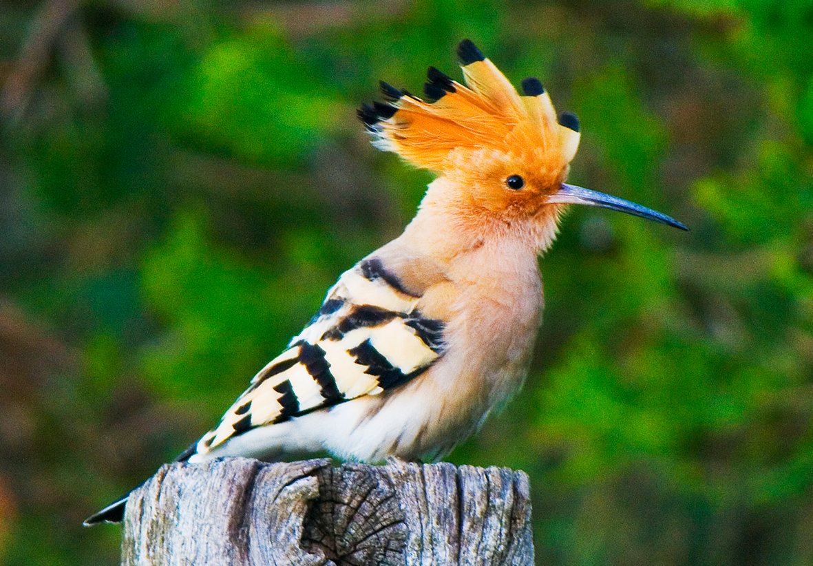 Wiedehopf – Upupa epops